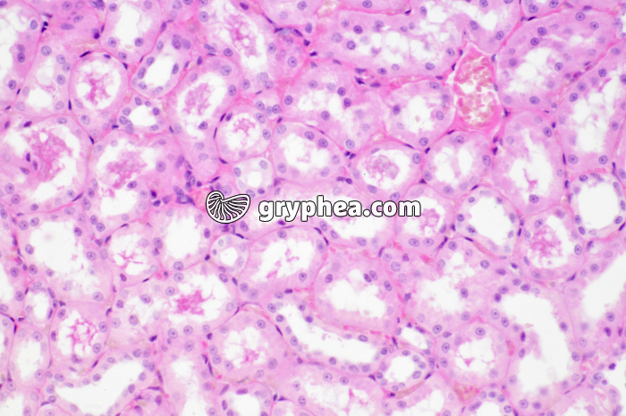 Rein Singe x100 - gryphea.com